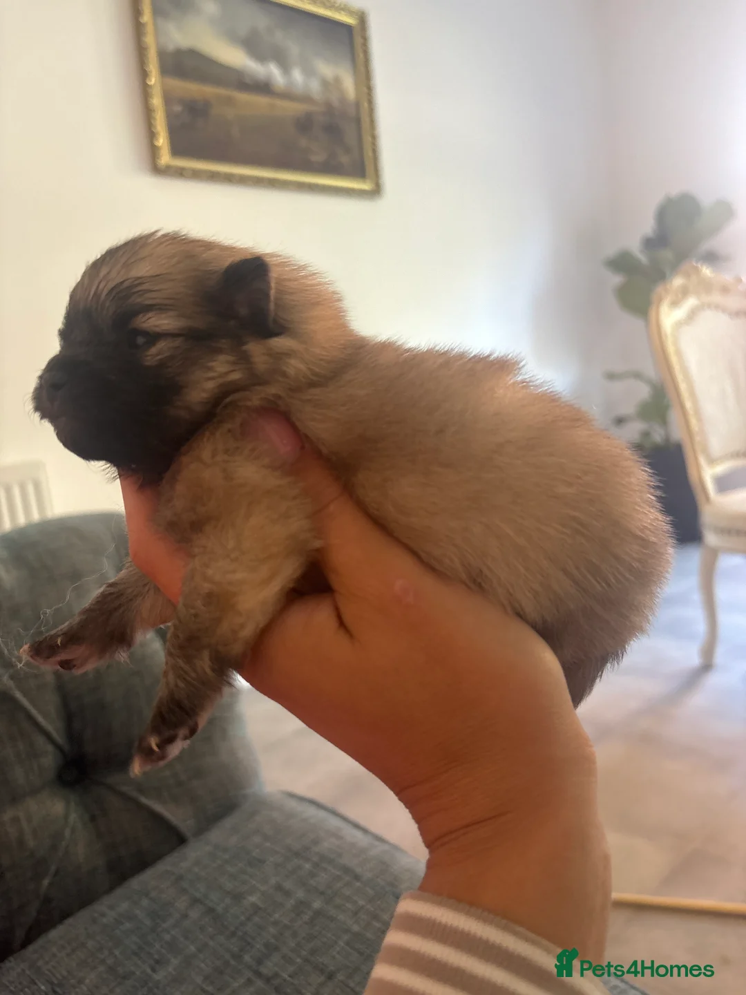 Pomeranian dogs for sale: Gorgeous litter of Pom puppy's  in Kettering - Advert 2