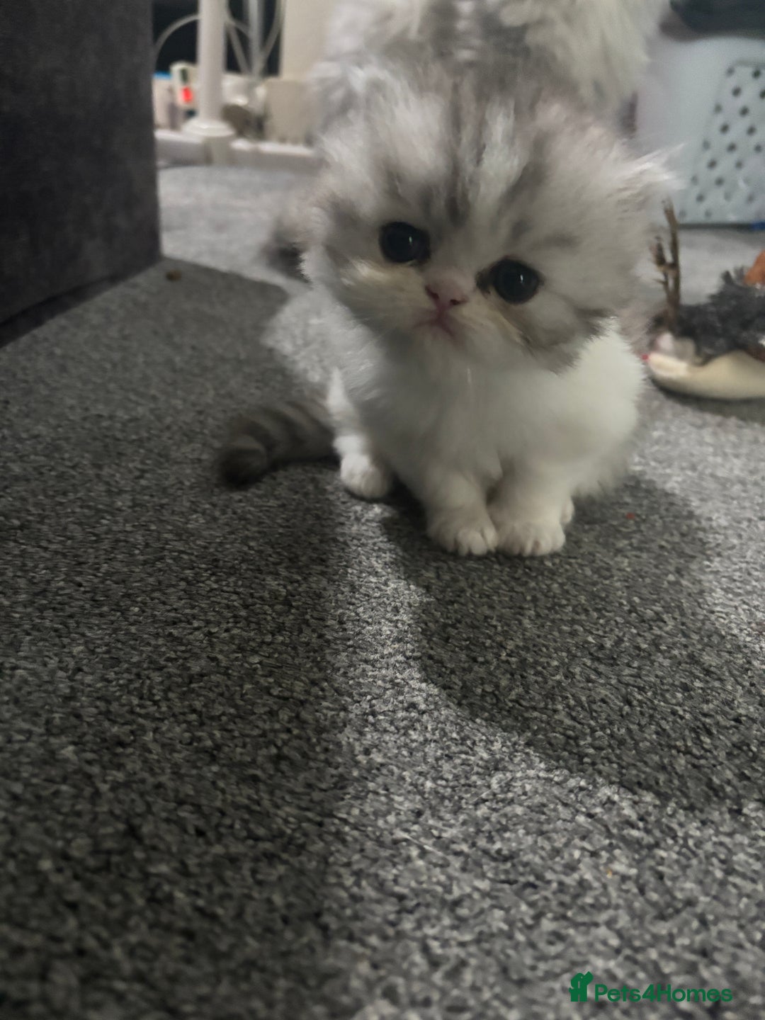 Persian cats for sale: Persian chinchilla kitten  - Image 15