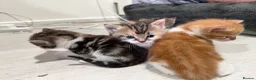Mixed Breed cats for sale: BEAUTIFUL TORTISHELL KITTEN AND MORE - Advert 7