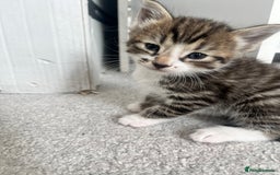 Mixed Breed cats for sale: 8 Gorgeous kittens looking for their forever homes - Image 8
