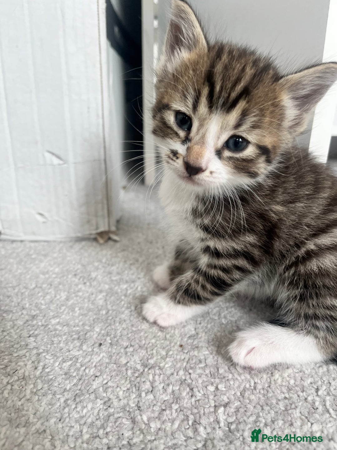 Mixed Breed cats for sale: 8 Gorgeous kittens looking for their forever homes - Image 8