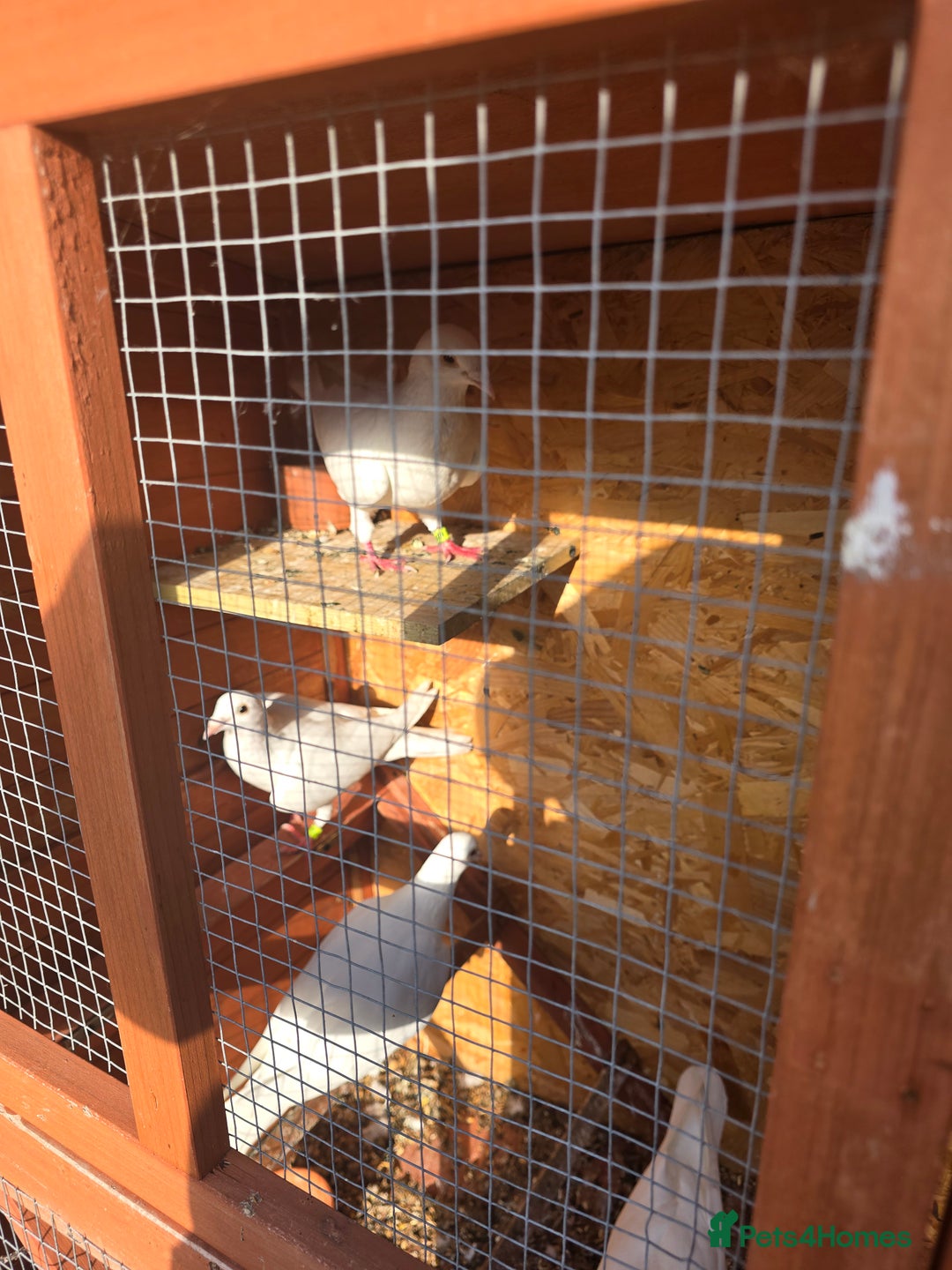 Doves birds for sale: Pigeons - Image 1