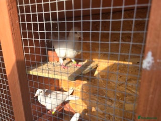 Doves birds - Advert 13