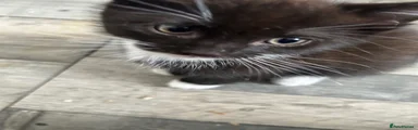 Mixed Breed Kitten 4