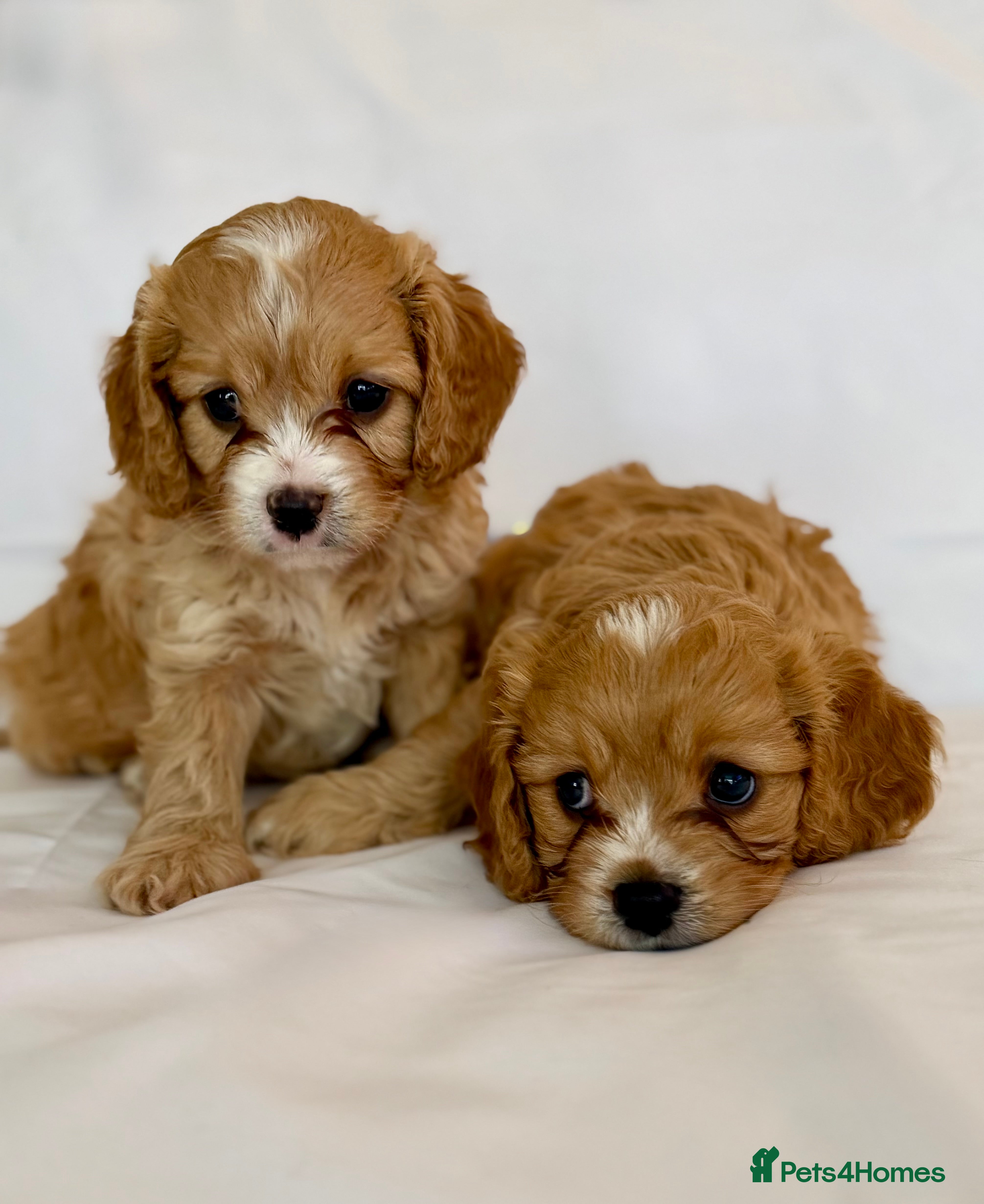 Cavapoo dogs Gorgeous Cavapoo F1 puppies - Advert 15