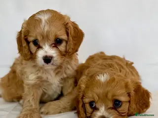 Cavapoo dogs Gorgeous Cavapoo F1 puppies - Advert 15
