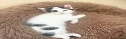 Mixed Breed cats for sale: Black and White Kitten-9 weeks  - Advert 3