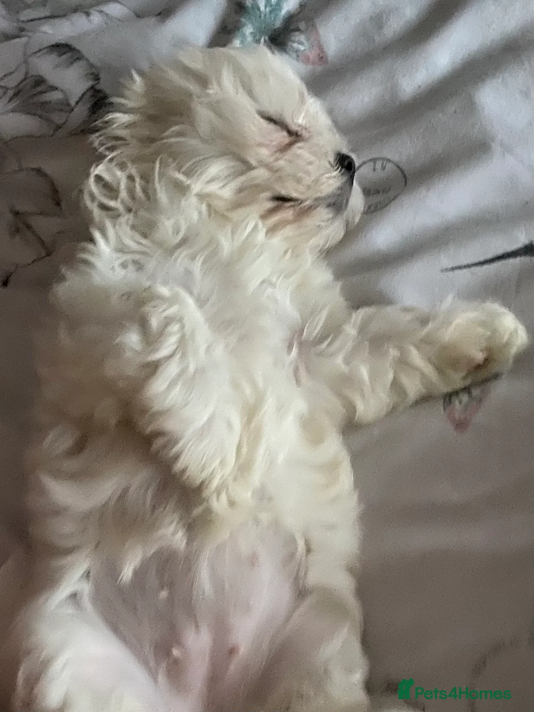 Mixed Breed dogs for sale: 10 week old Lhatese puppy - Advert 7