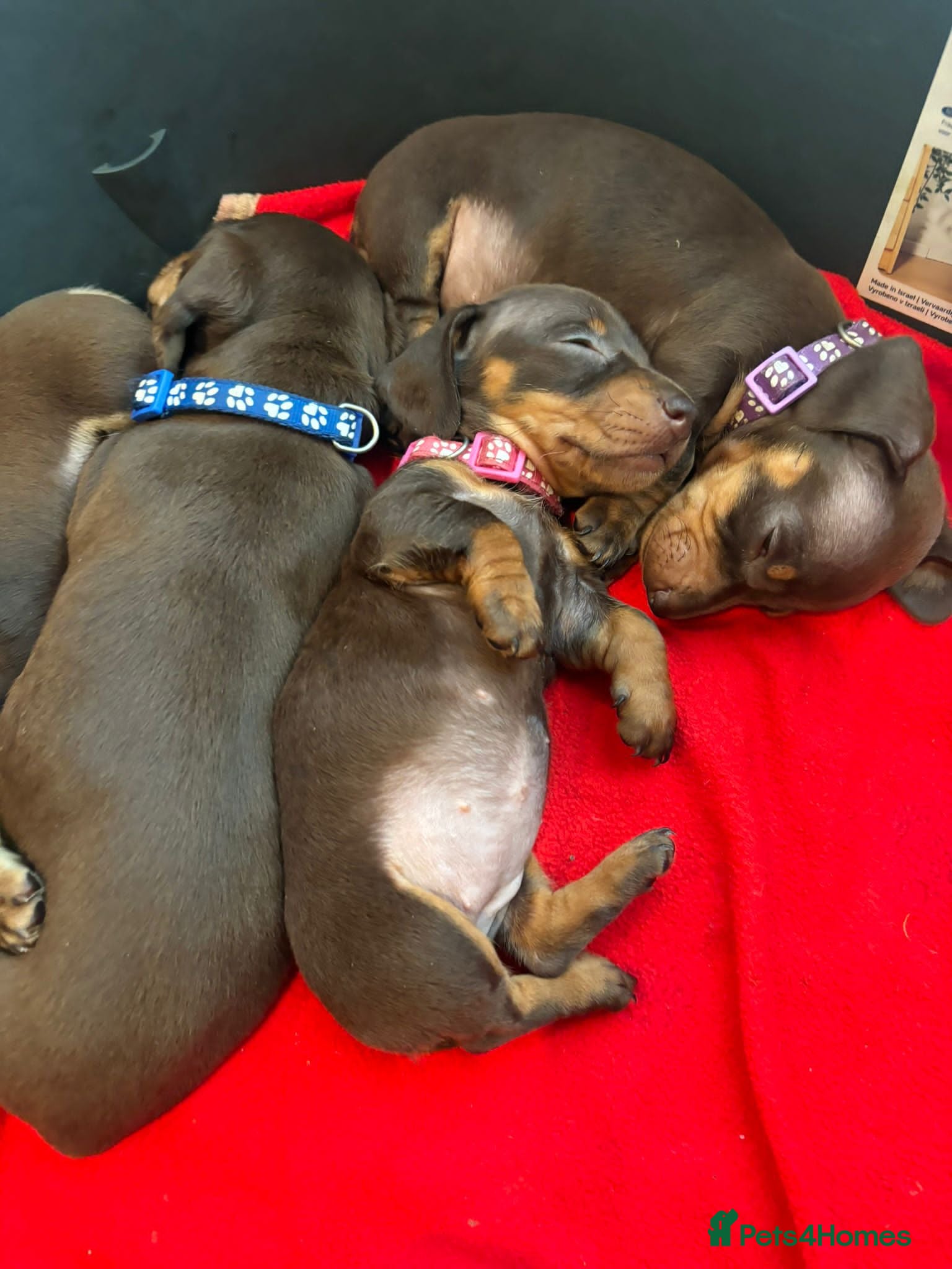 Miniature Dachshund dogs Adorable miniature dachshund litter - Advert 7