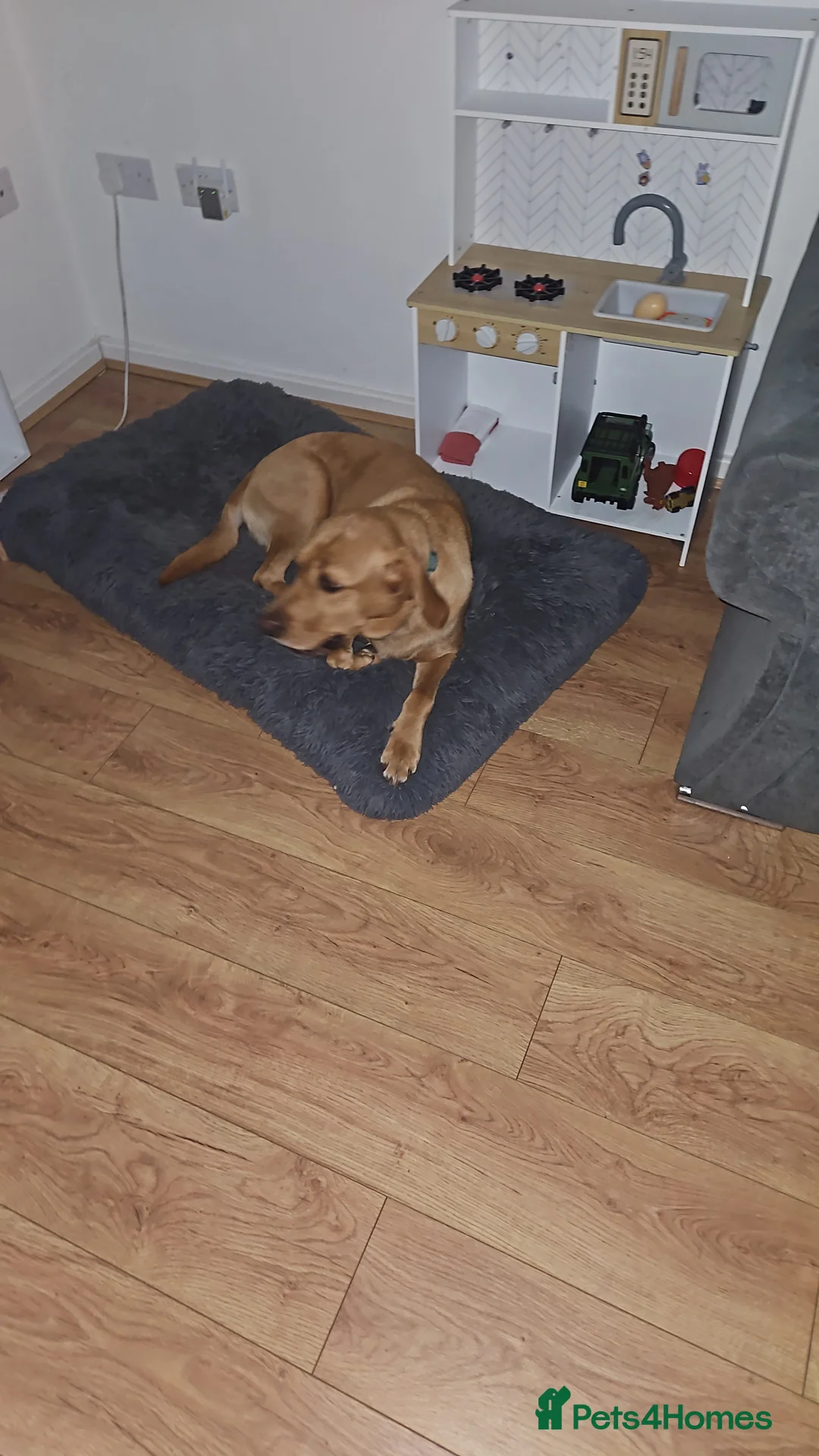 Labrador Retriever dogs for sale: Fox red labrador male for sale  - Advert 6