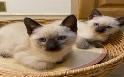 Siamese cats for sale: 💙 Only 1 boy kitten left – Ready now 💙 - Image 4