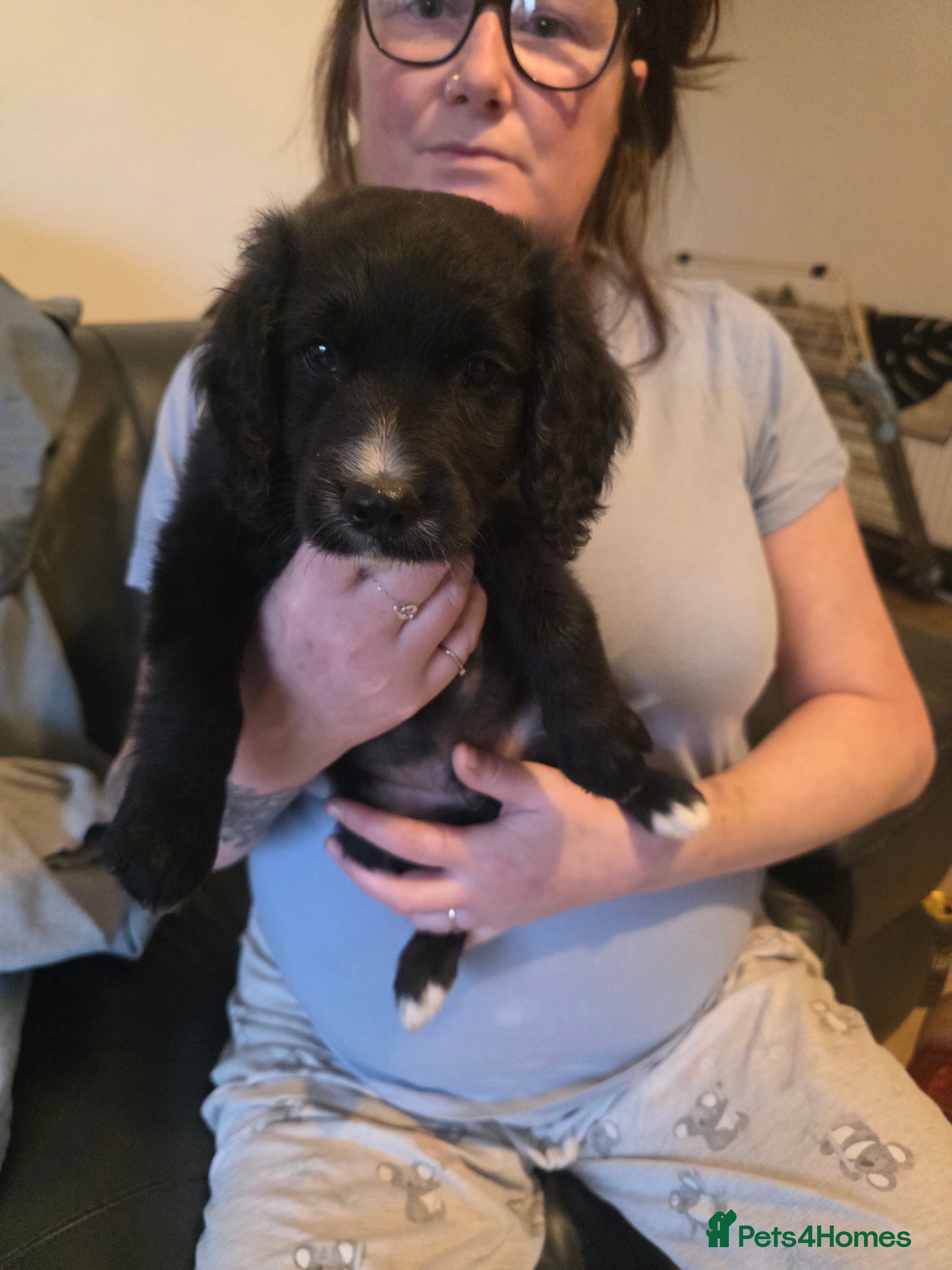 Mixed Breed dogs Patterdale x cocker spaniel pups  - Advert 2
