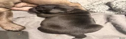 Pug dogs for sale: Beautiful pug puppies - Advert 5