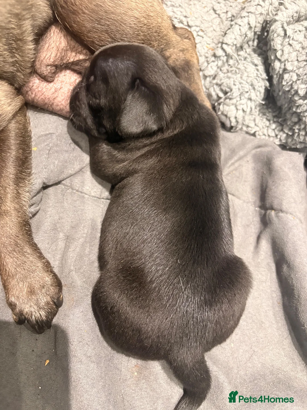 Pug dogs for sale: Beautiful pug puppies - Advert 5