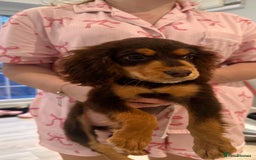 Cocker Spaniel dogs for sale: Cocker spaniel - Image 7