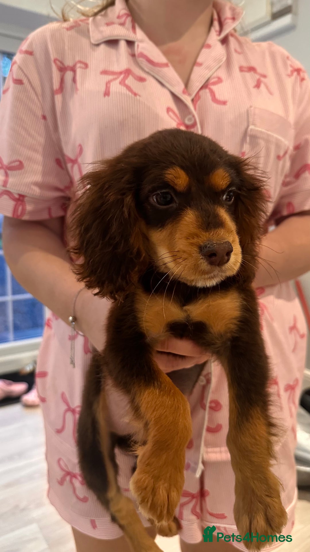 Cocker Spaniel dogs for sale: Cocker spaniel - Image 7