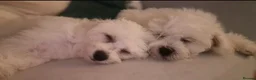 Bichon Frise dogs for sale: 100%pureBichon frise,health tested-clear!!! - Advert 5