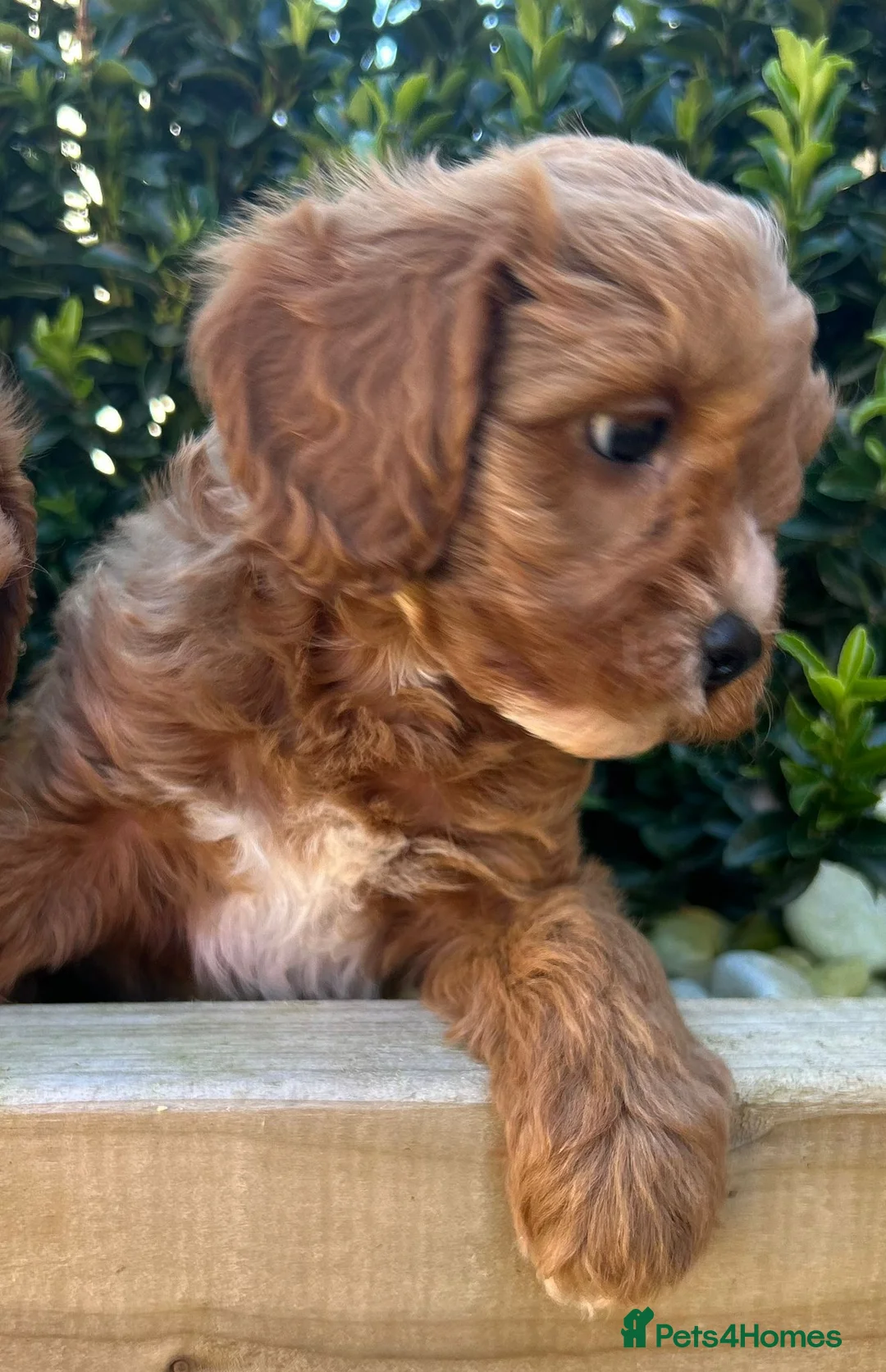 Cavalier King Charles Spaniel dogs for sale: Toy cavapoo in Wisbech - Advert 2