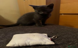 Mixed Breed cats for sale: 6 loving kittens looking for a new home. - Image 5