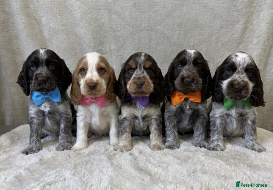 Cocker Spaniel dogs 💙KC,Health tested,English Show Cocker Spaniels 💕 - Advert 1