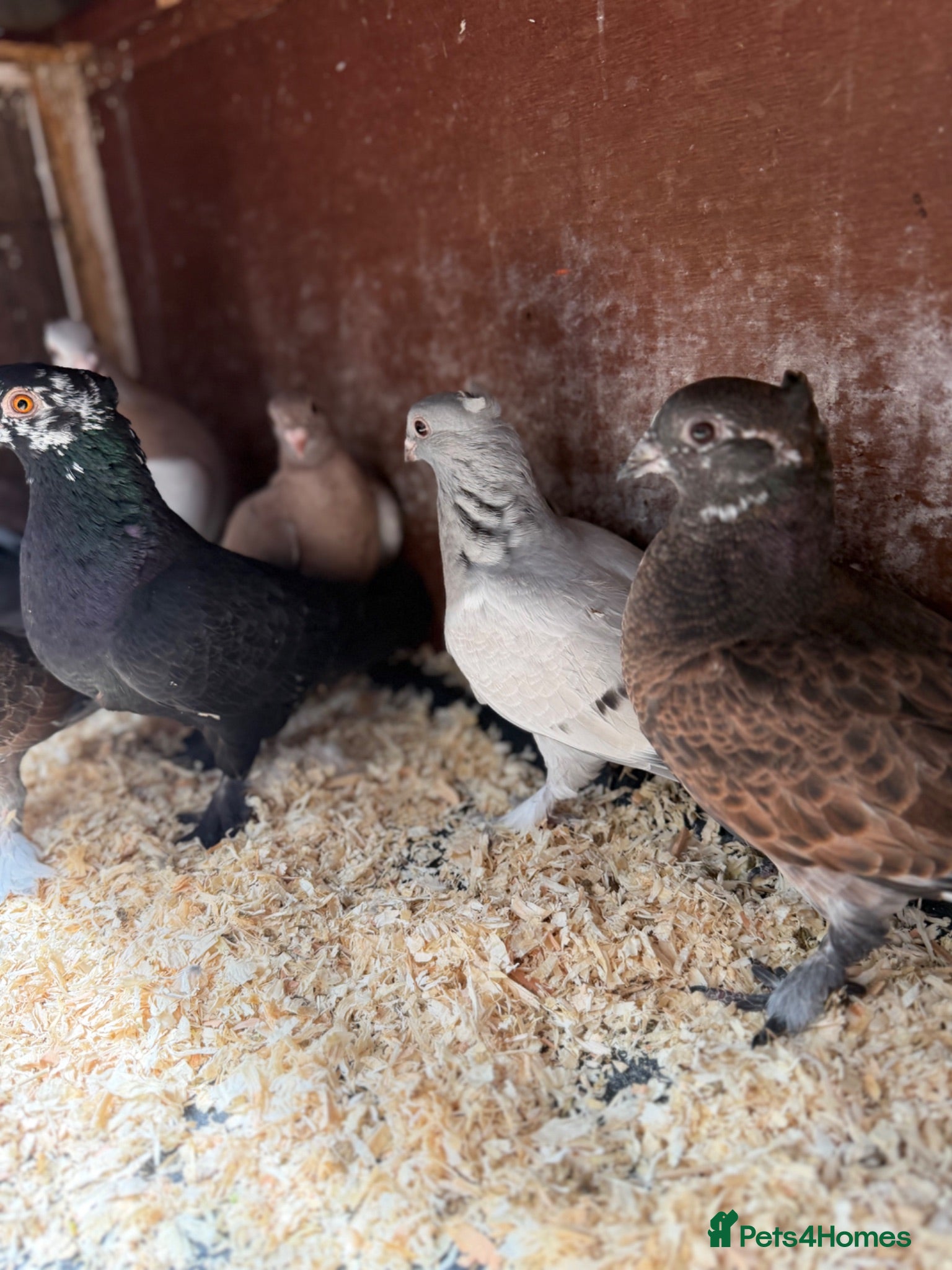 Pigeons birds 10 Young Irish Crested Pigeons-adoption-8 weeks - Advert 5