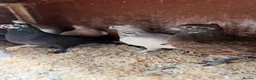 Pigeons birds for sale: 10 Young Irish Crested Pigeons-adoption-8 weeks - Advert 1