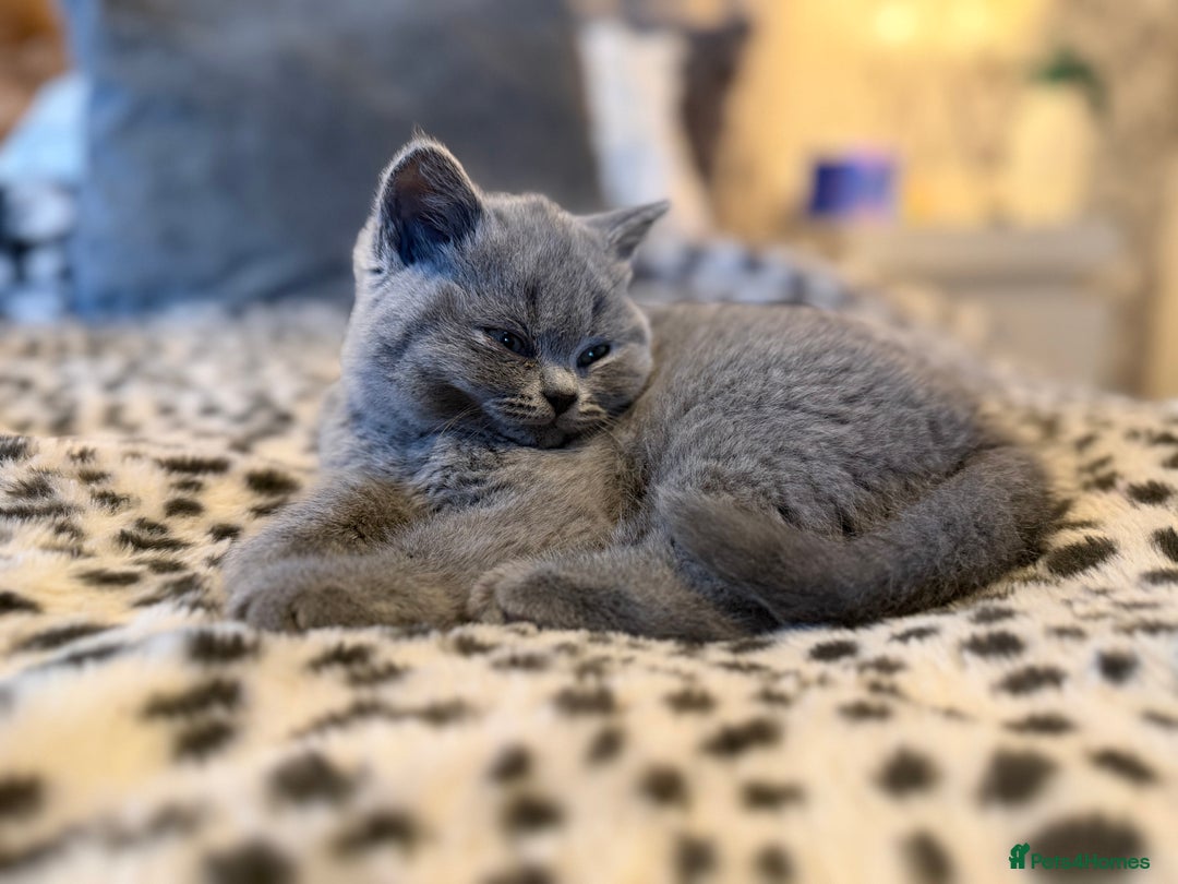 British Shorthair cats for sale: 3 Plush British shorthair kittens ❤️ - Advert 6