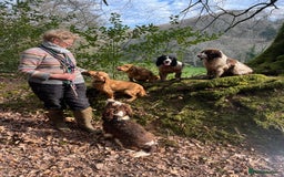Cocker Spaniel dogs for sale: Working Cocker - Image 4