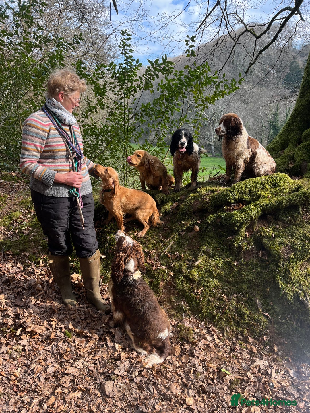 Cocker Spaniel dogs for sale: Working Cocker - Image 4