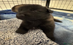 German Shepherd dogs for sale: German Shepherd Puppies  - Image 26