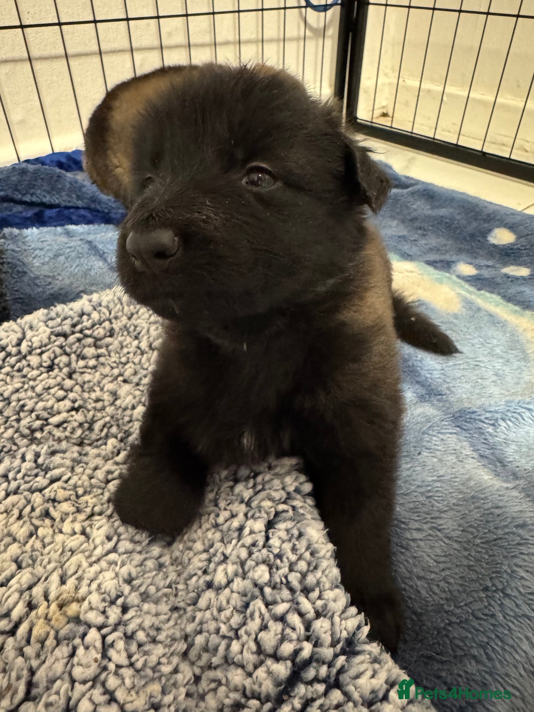 German Shepherd dogs for sale: German Shepherd Puppies  - Image 26