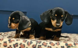 Miniature Dachshund dogs for sale: Short Haired Miniature Dachshunds - Image 2
