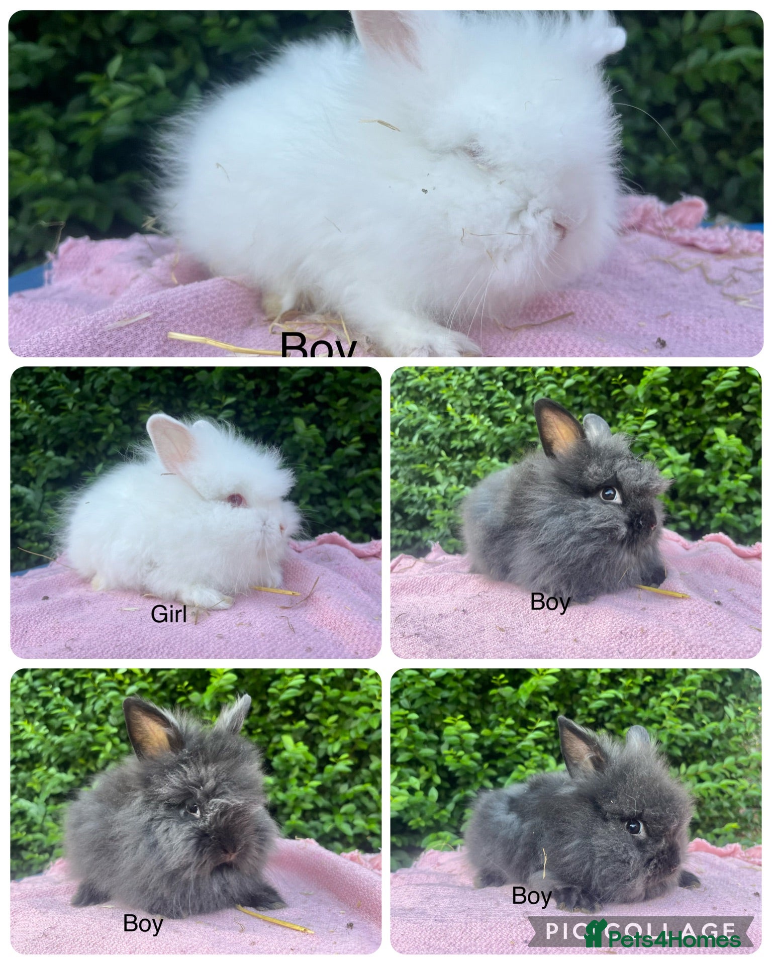 Lionhead rabbits Mini double maned lionheads  - Advert 1