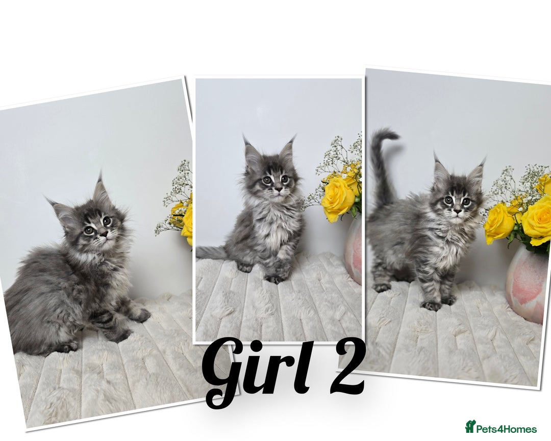 Maine Coon cats for sale: TICA registered maine coon kittens - Advert 3