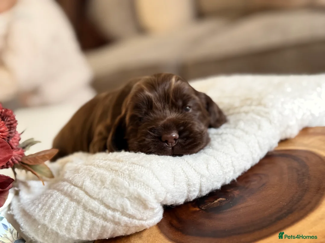 Cocker Spaniel dogs for sale: Show cocker spaniels  - Advert 29