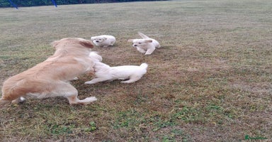 Golden Retriever dogs - Advert 5