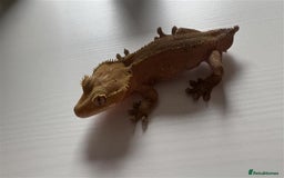 Gecko reptiles for sale: X 2  3y old Crested Geckos + Full Setup: Watford - Image 4