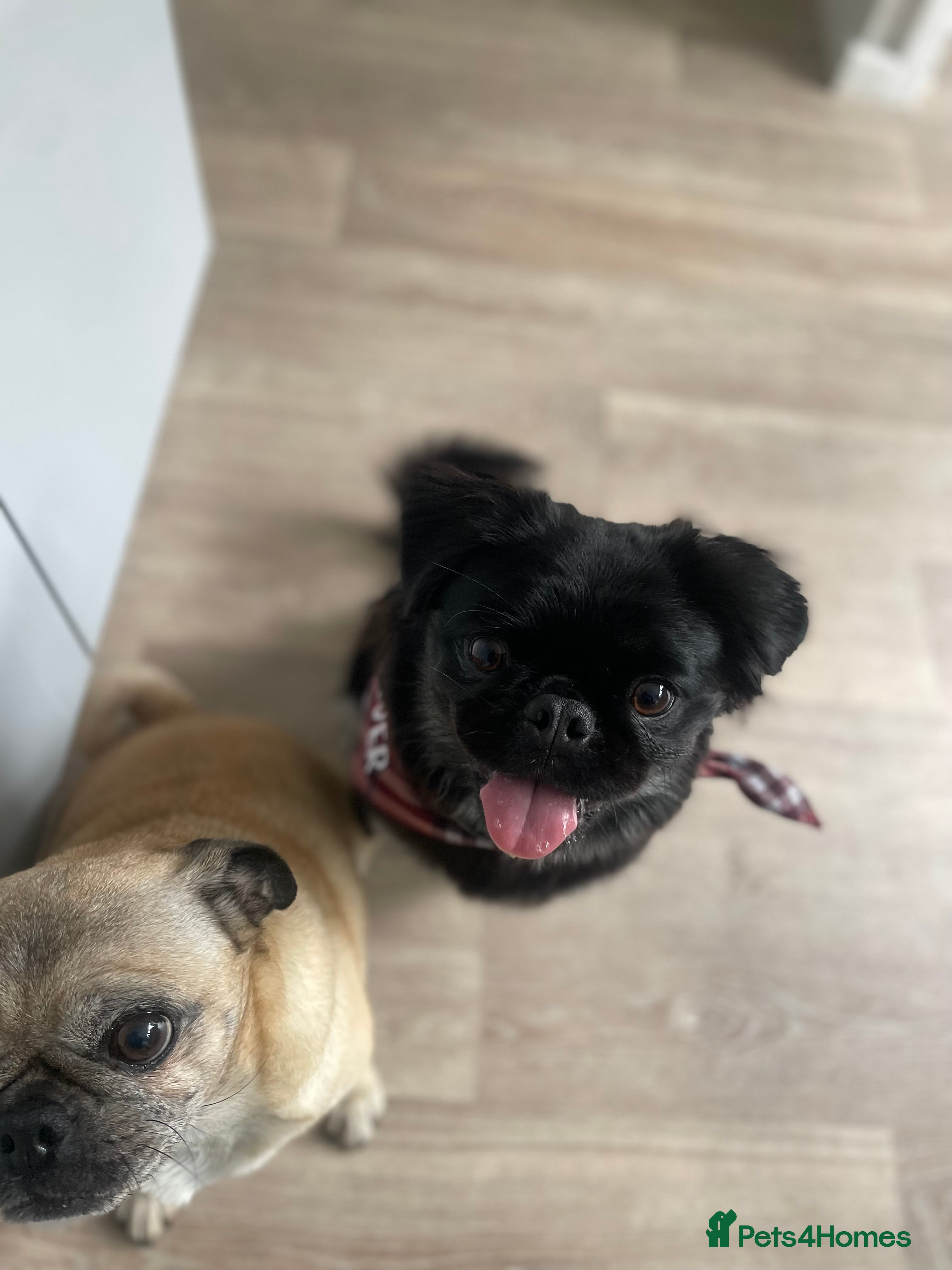 Mixed Breed dogs 14 month old pug/pekignese female  - Advert 1