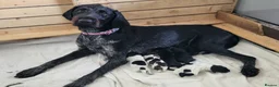 German Wirehaired Pointer dogs for sale: German Wirehaired Pointer Puppies - Advert 2