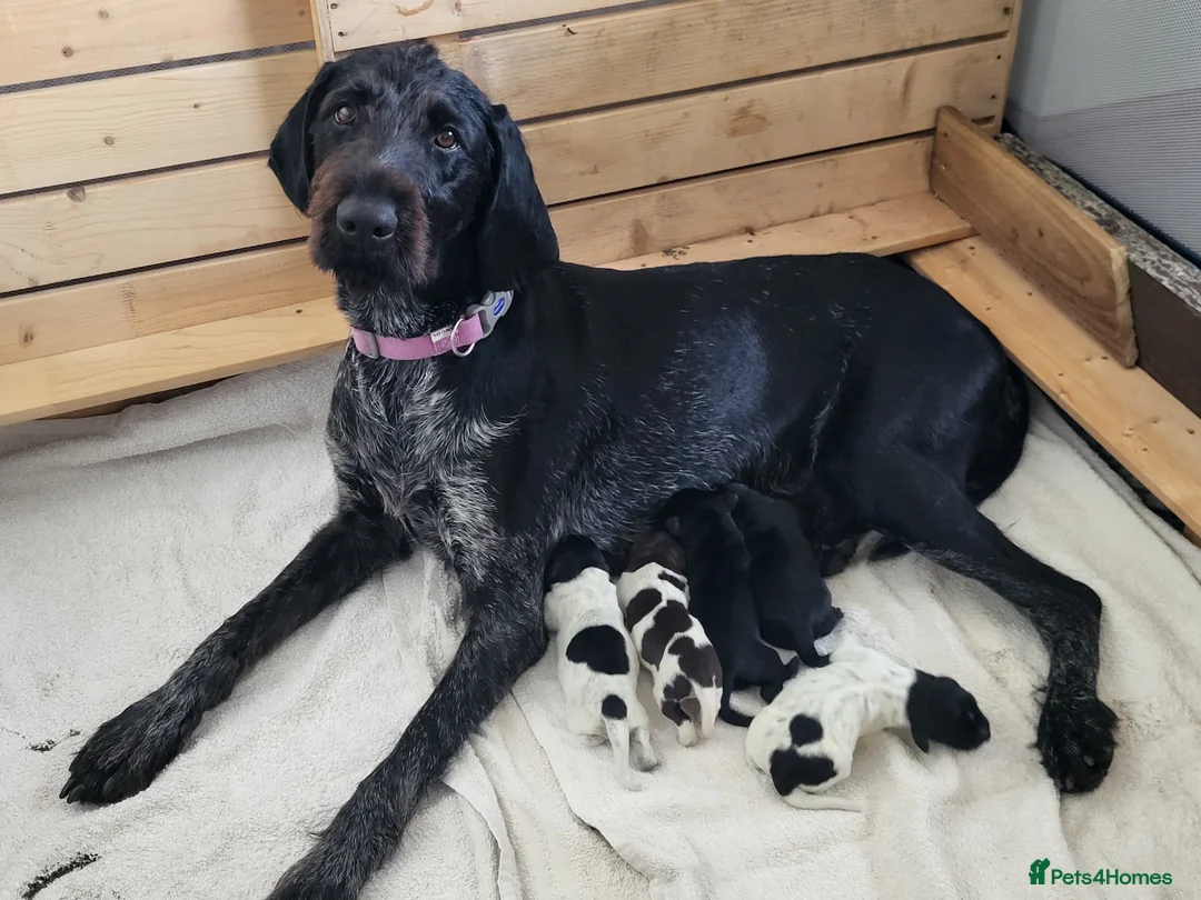 German Wirehaired Pointer dogs for sale: German Wirehaired Pointer Puppies - Advert 2