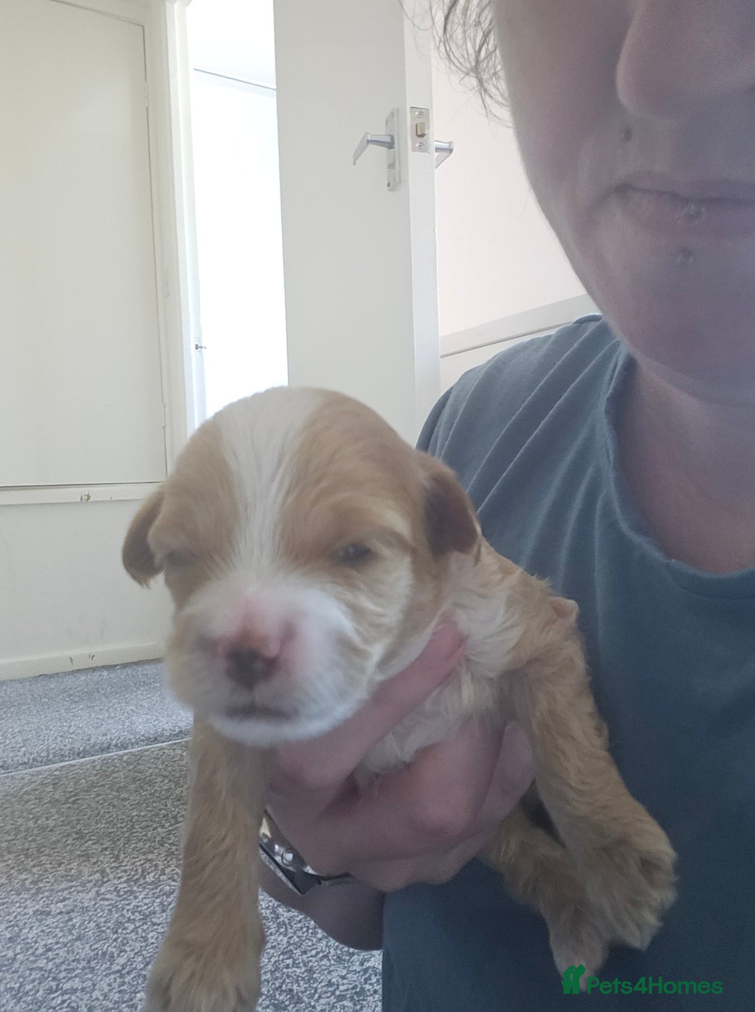 Mixed Breed dogs for sale: Malshi-poo puppies  - Image 8