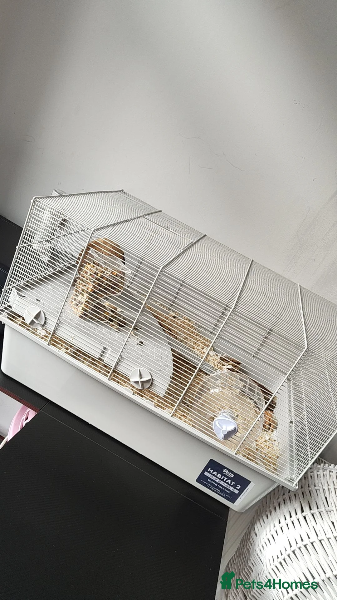 Hamster rodents for sale: Dwarf hamster with full setup and accessories  - Advert 4