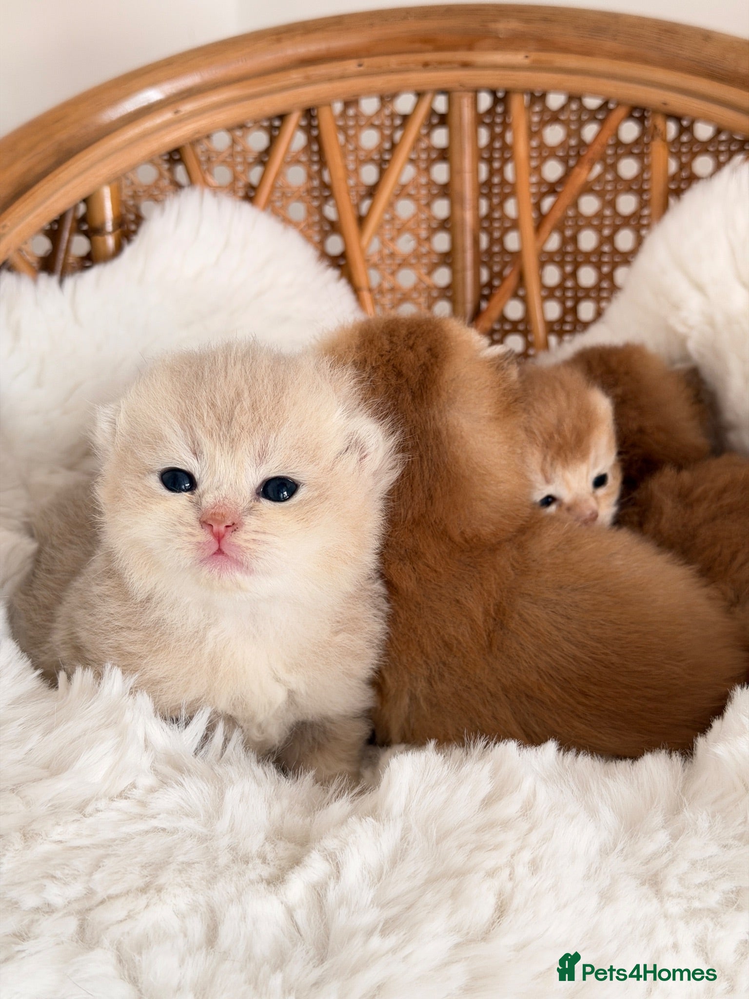 British Shorthair cats BSH Golden kittens,exc quality, registered  - Advert 16