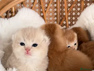 British Shorthair cats BSH Golden kittens,exc quality, registered - Advert 2
