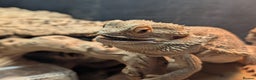 Bearded Dragon reptiles for sale: Rehoming Remy - Advert 2