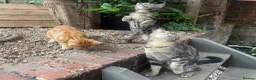 Mixed Breed cats for sale: Lovelo Ginger Kitten - Advert 8