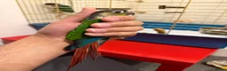 Conures birds for sale: Green cheek conure and Turquoise green cheek parak in Dewsbury - Advert 2
