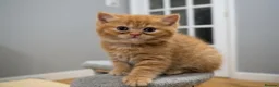 British Shorthair cats for sale: Beautiful Ginger Girl Tabby BSH Kitten - Advert 5