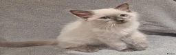 Ragdoll cats for sale: Pedigree ragdoll kittens  - Advert 4