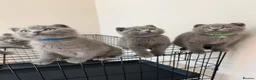 British Shorthair cats for sale: Beautiful British Shorthair Kittens  in London - Advert 8